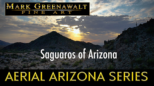 Drone footage of Saquaro Cactus in the Arizona Deserts